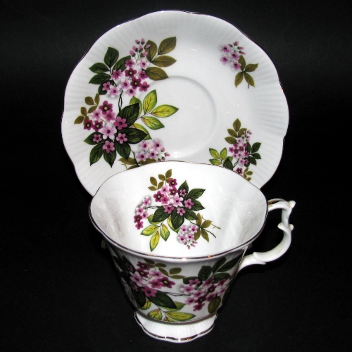 Clematis Teacup